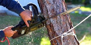 Trusted Hales Corners, WI Tree Care Experts