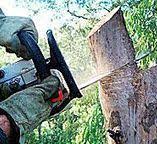 How Our Tree Care Process Works  in  Hales Corners, WI
