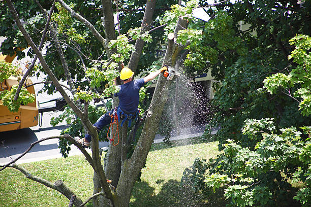 Lawn Watering Services in Hales Corners, WI